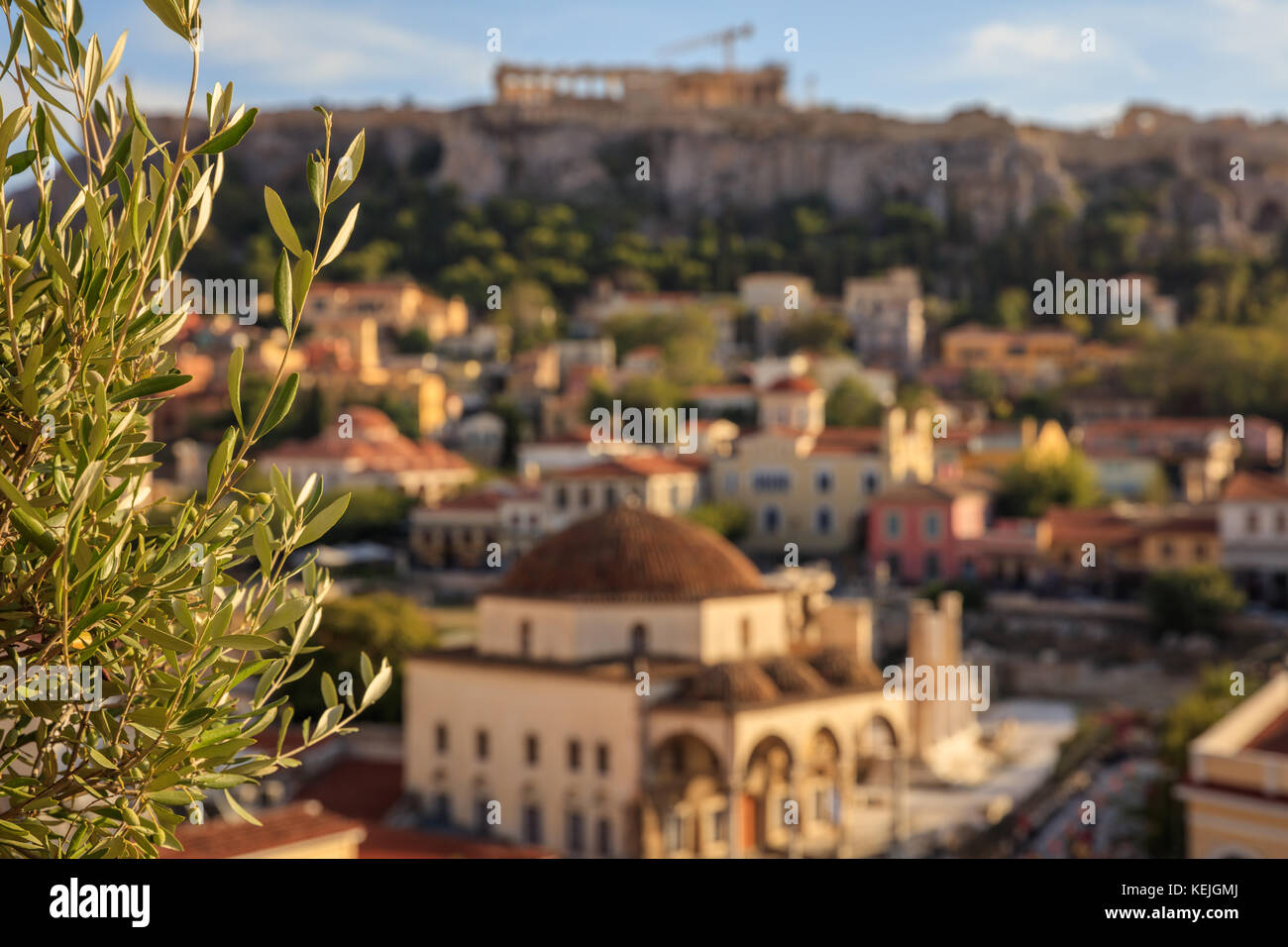 Athens, Greece. Olive tree closeup on Acropolis and Monastiraki