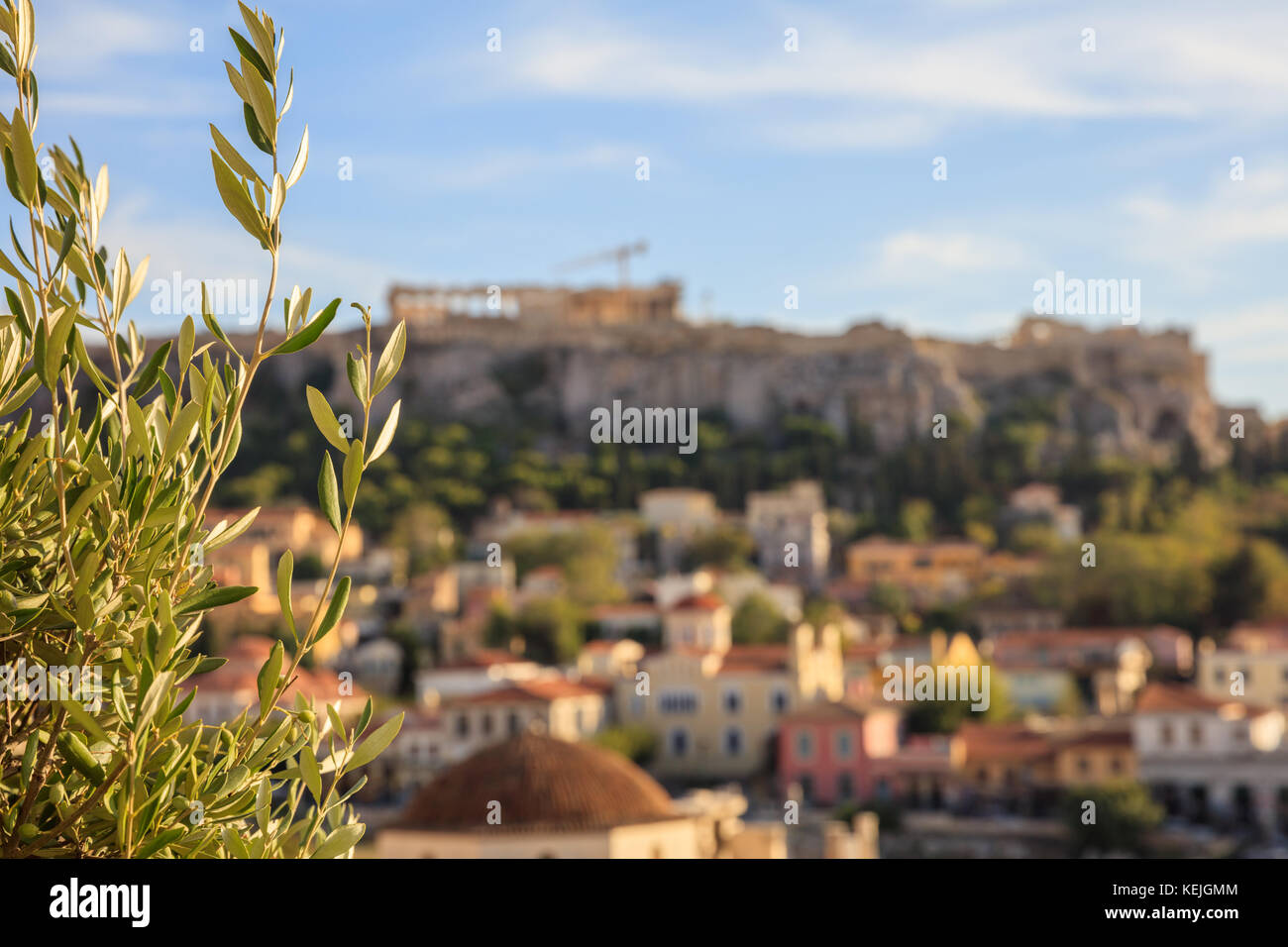 Athens, Greece. Olive tree closeup on Acropolis and Monastiraki