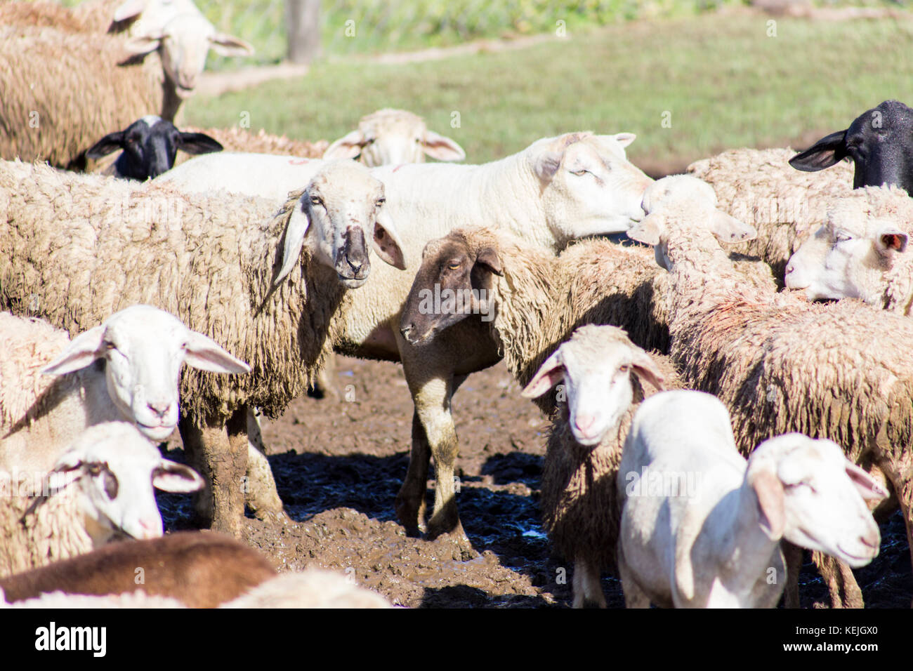 Sheeps at South Pantanal, Fazenda San Franscisco, city of Miranda, Mato Grosso do Sul - Brazil Stock Photo