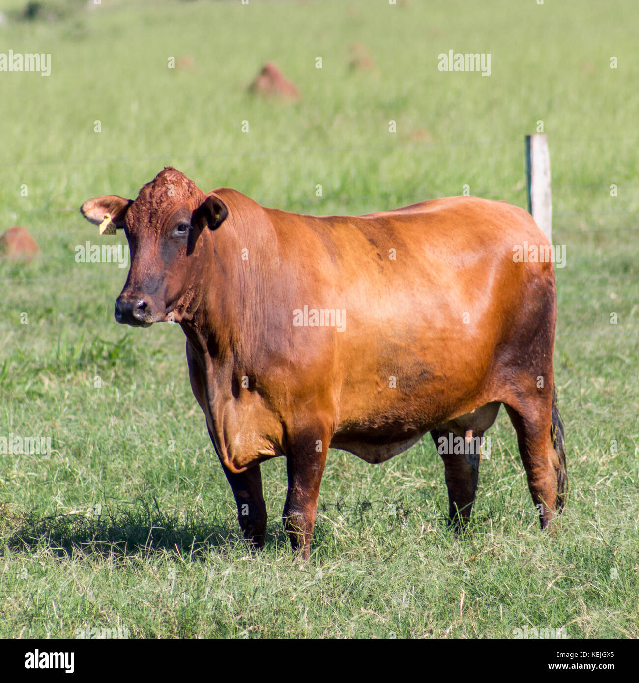 Peão tocando boiada na Transpantanera no Pantanal. Stock Photo