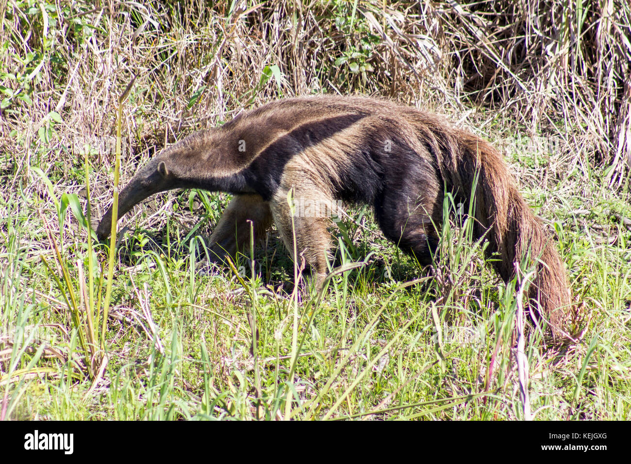 ant-bear at South Pantanal, Fazenda San Franscisco, city of Miranda, Mato Grosso do Sul - Brazil Stock Photo