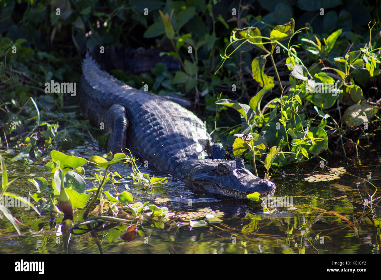 Alligator at South Pantanal, Fazenda San Franscisco, city of Miranda, Mato Grosso do Sul - Brazil Stock Photo