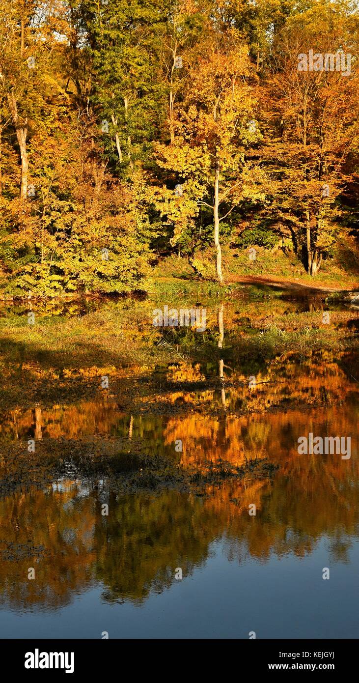Autumn. Beautiful colorful leaves on trees in autumn time. Natural ...