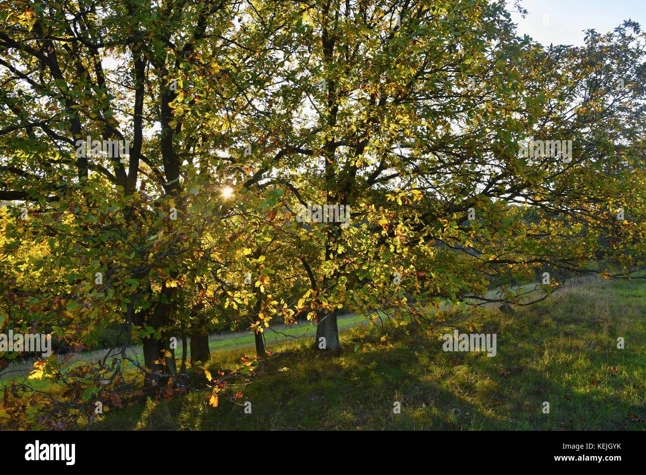 Autumn. Beautiful colorful leaves on trees in autumn time. Natural ...