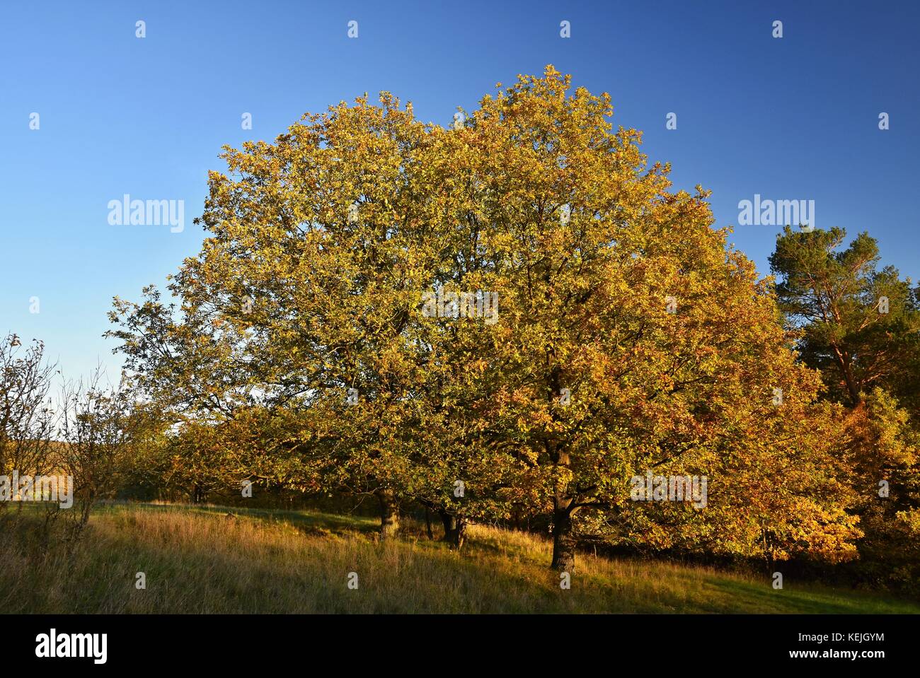 Autumn. Beautiful colorful leaves on trees in autumn time. Natural ...