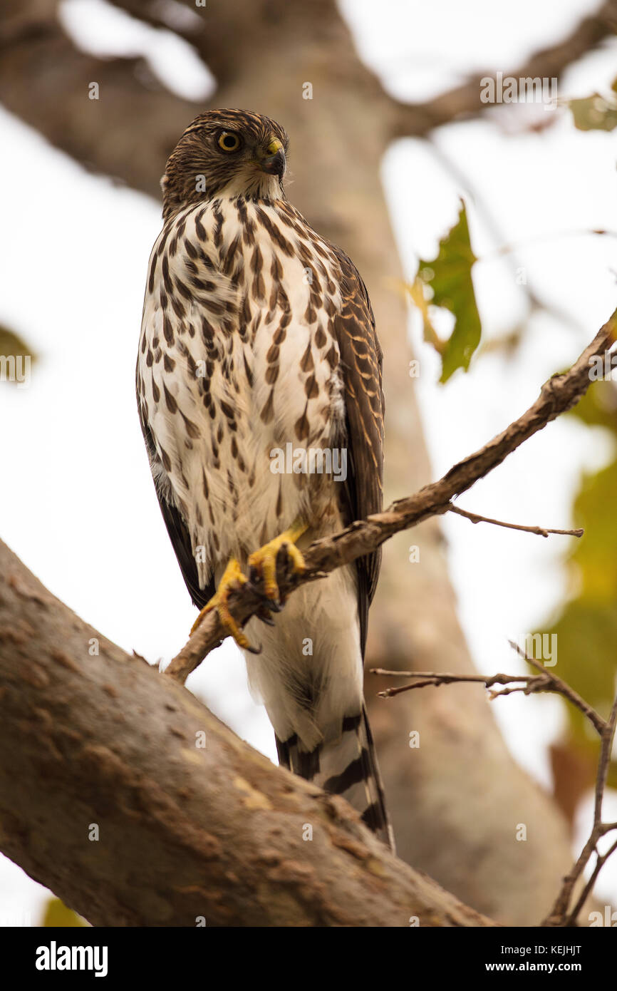 A young Cooper's Hawk perched on a tree branch in Palo Alto, California. Stock Photo