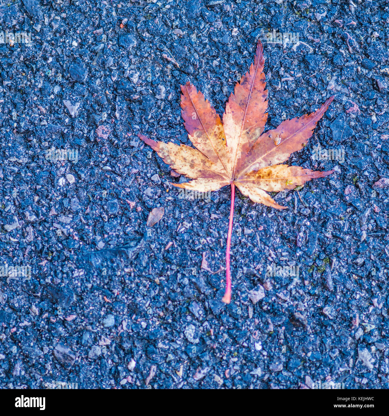 A single leaf laying on a pavement Stock Photo - Alamy