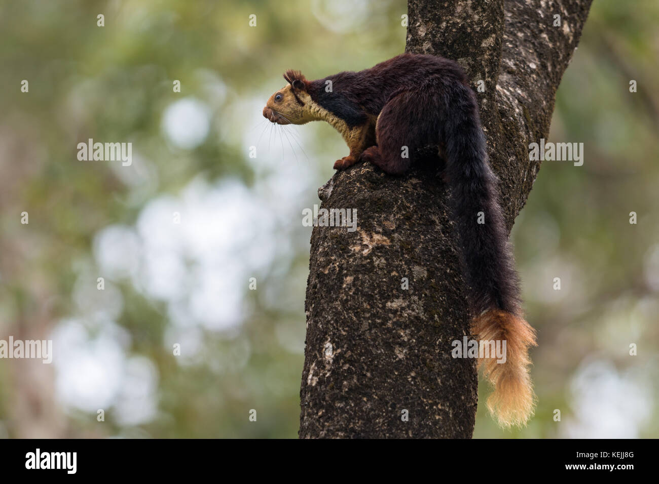 Indian Giant Squirrel perched on a tree Stock Photo