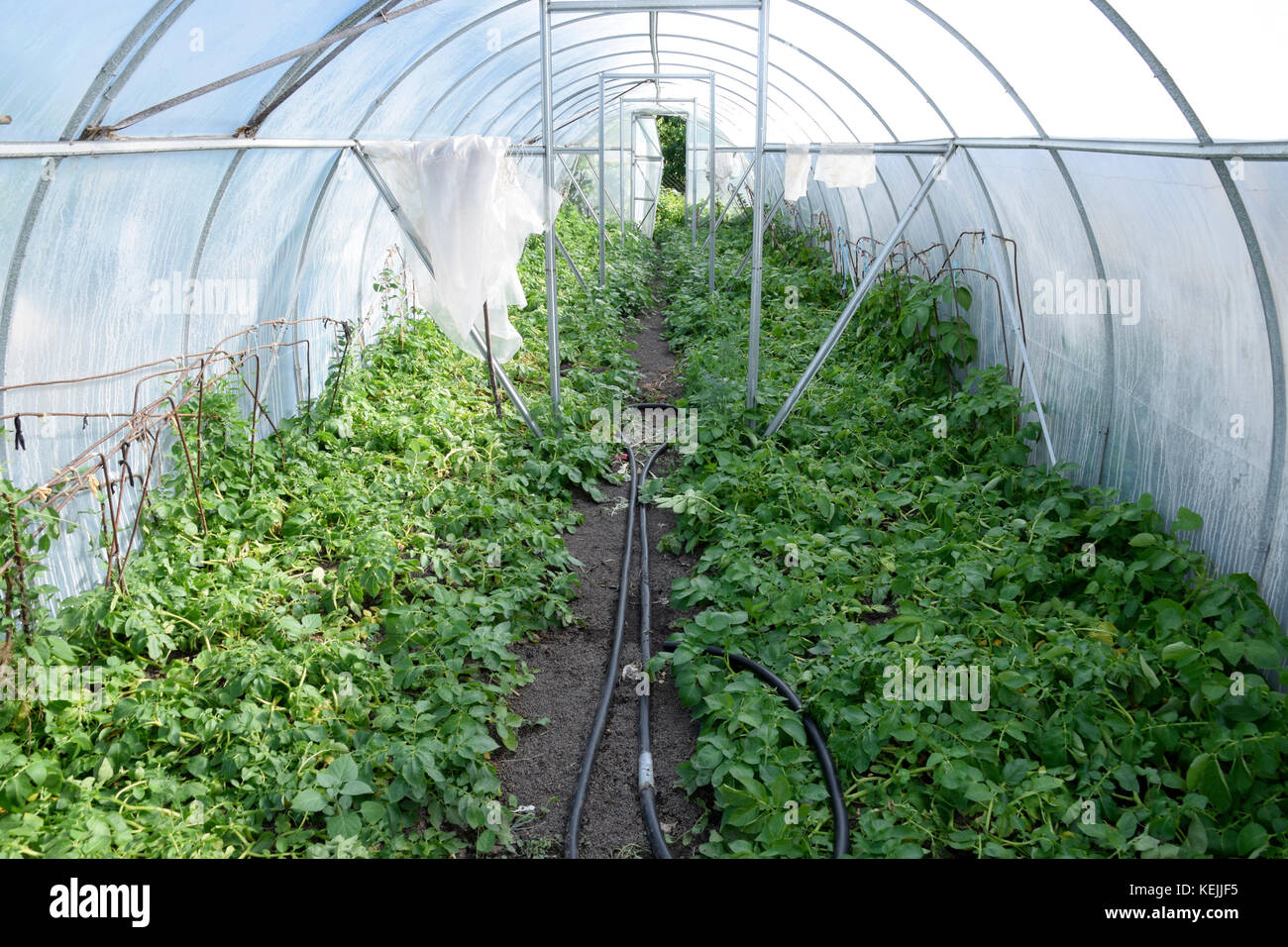 Potatoes in a greenhouse. Cultivation of early potatoes in the