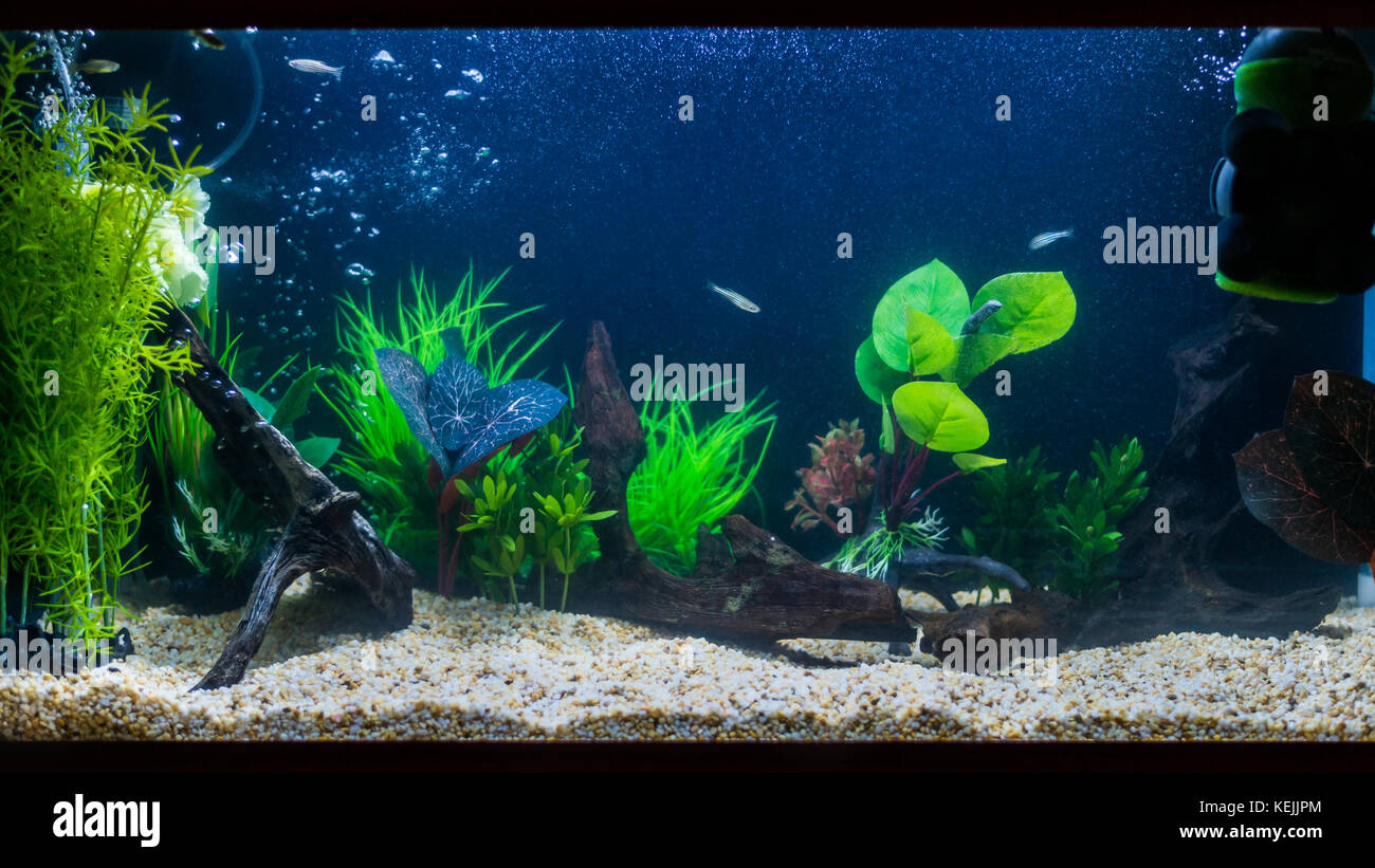 A shot of an aquarium with plastic plants, bog wood and zebra danio fish. Stock Photo