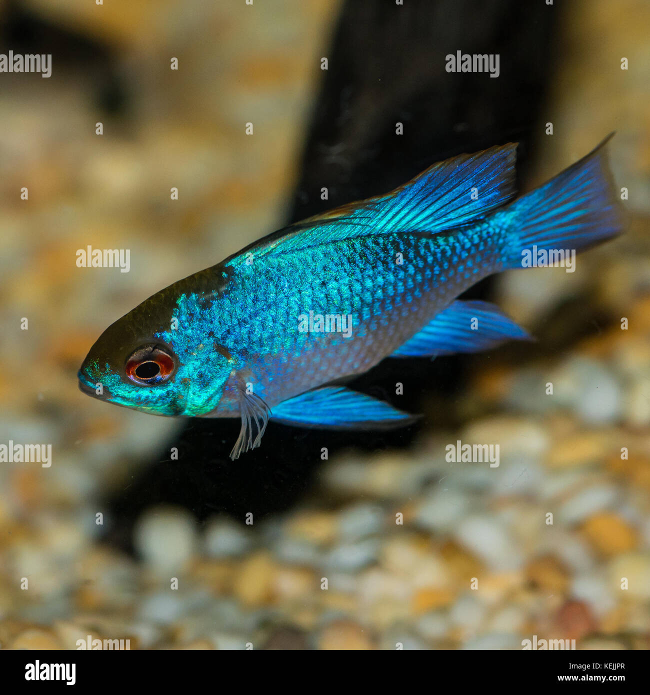 A macro shot of an electric blue ram tropical fish. Stock Photo