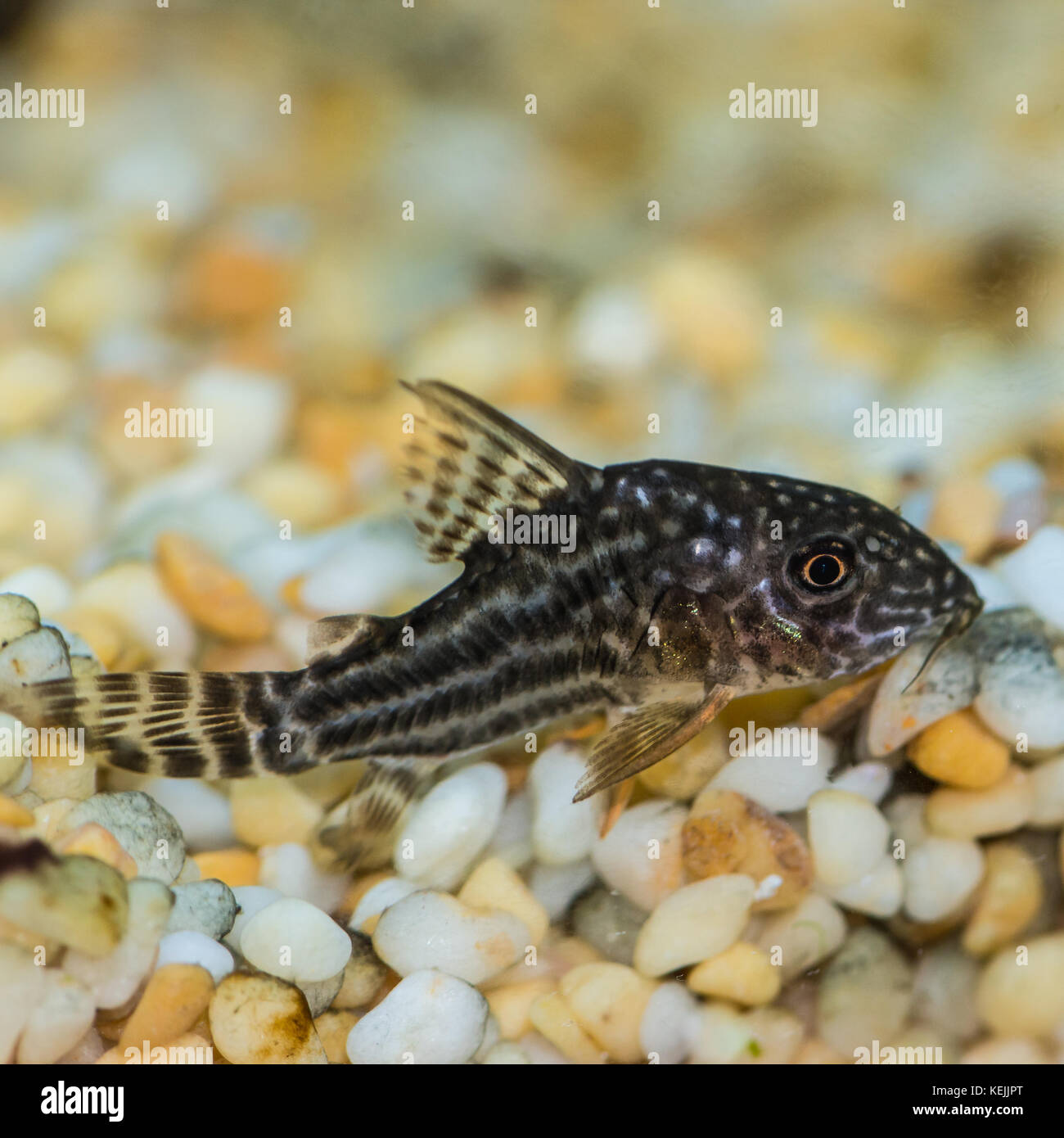 A macro shot of a corydoras sterbai tropical fish. Stock Photo