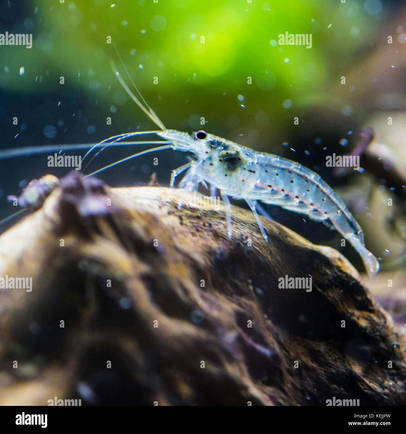 A macro shot of an amano shrimp. Stock Photo