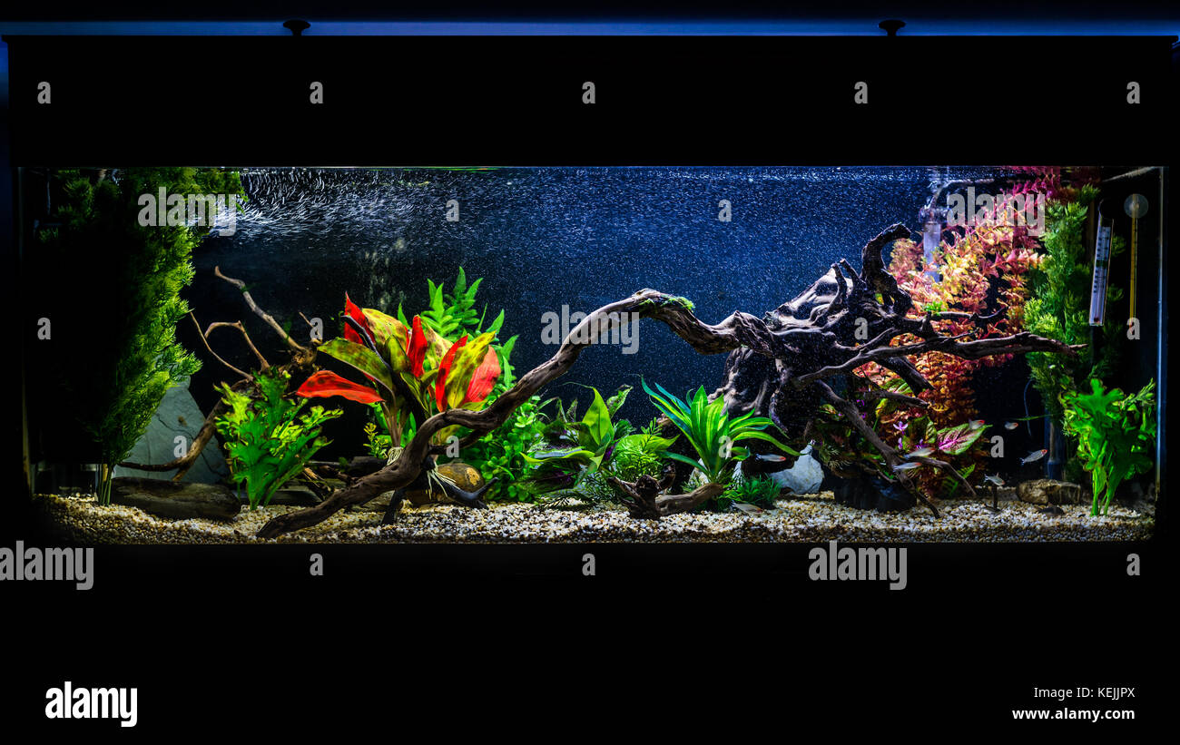 A shot of a 55 gallon, 4ft long tropical fish aquarium. Stock Photo