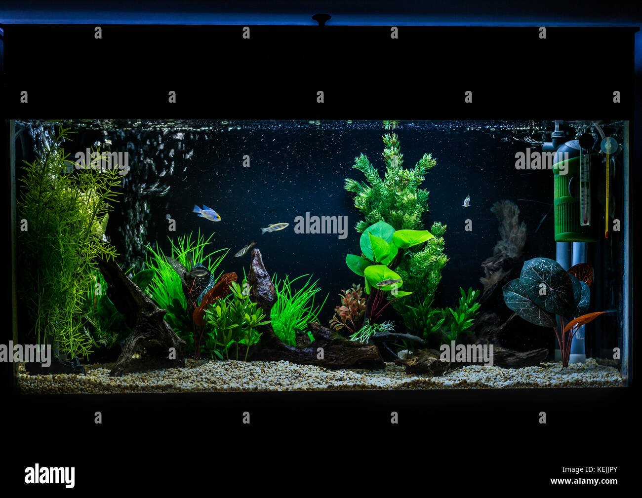 A shot of a 40 gallon, 3ft long tropical fish aquarium. Stock Photo