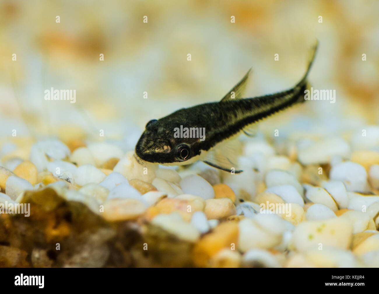 A macro shot of an otocinclus catfish. Stock Photo