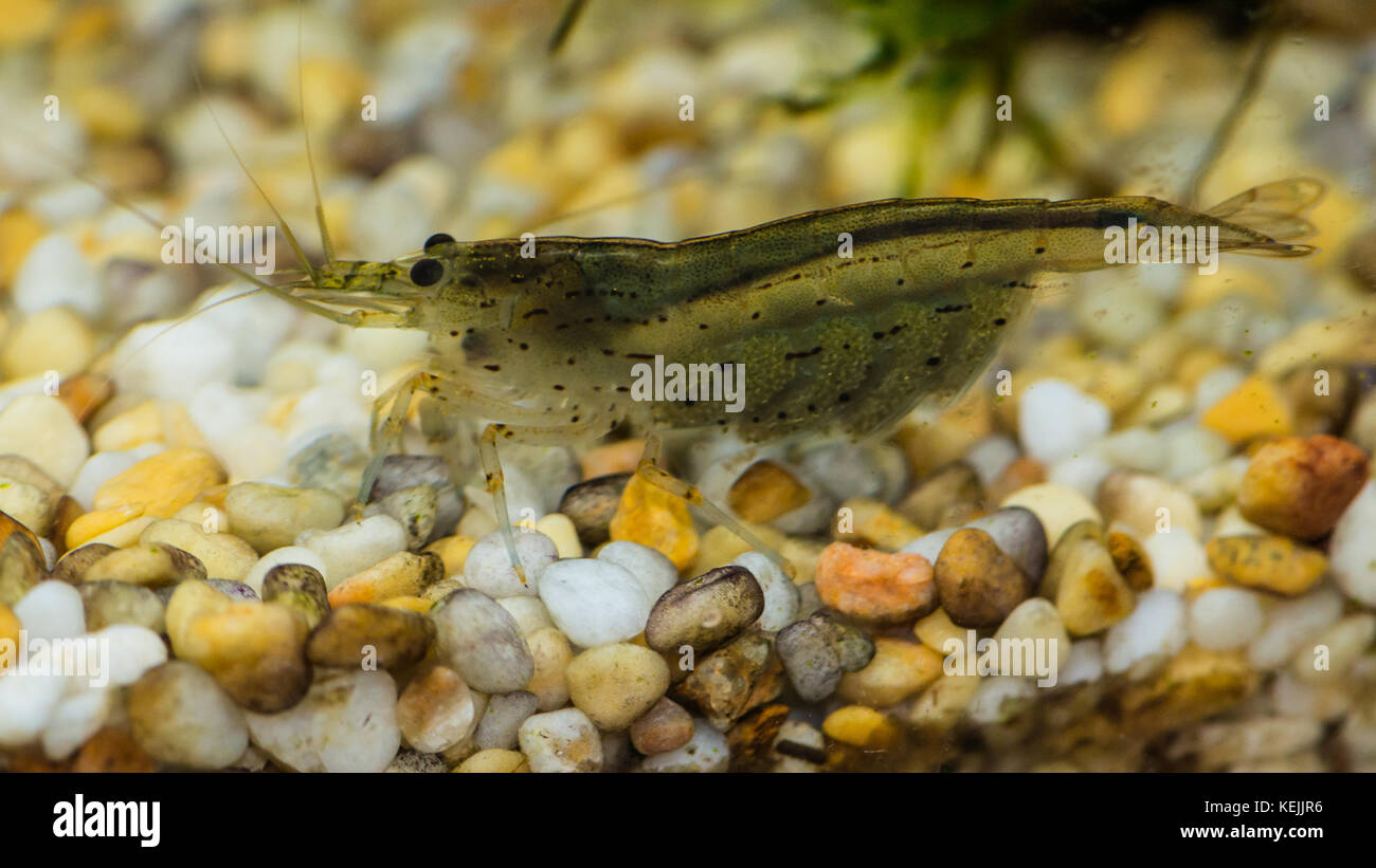 A macro shot of an amano shrimp carrying eggs. Stock Photo