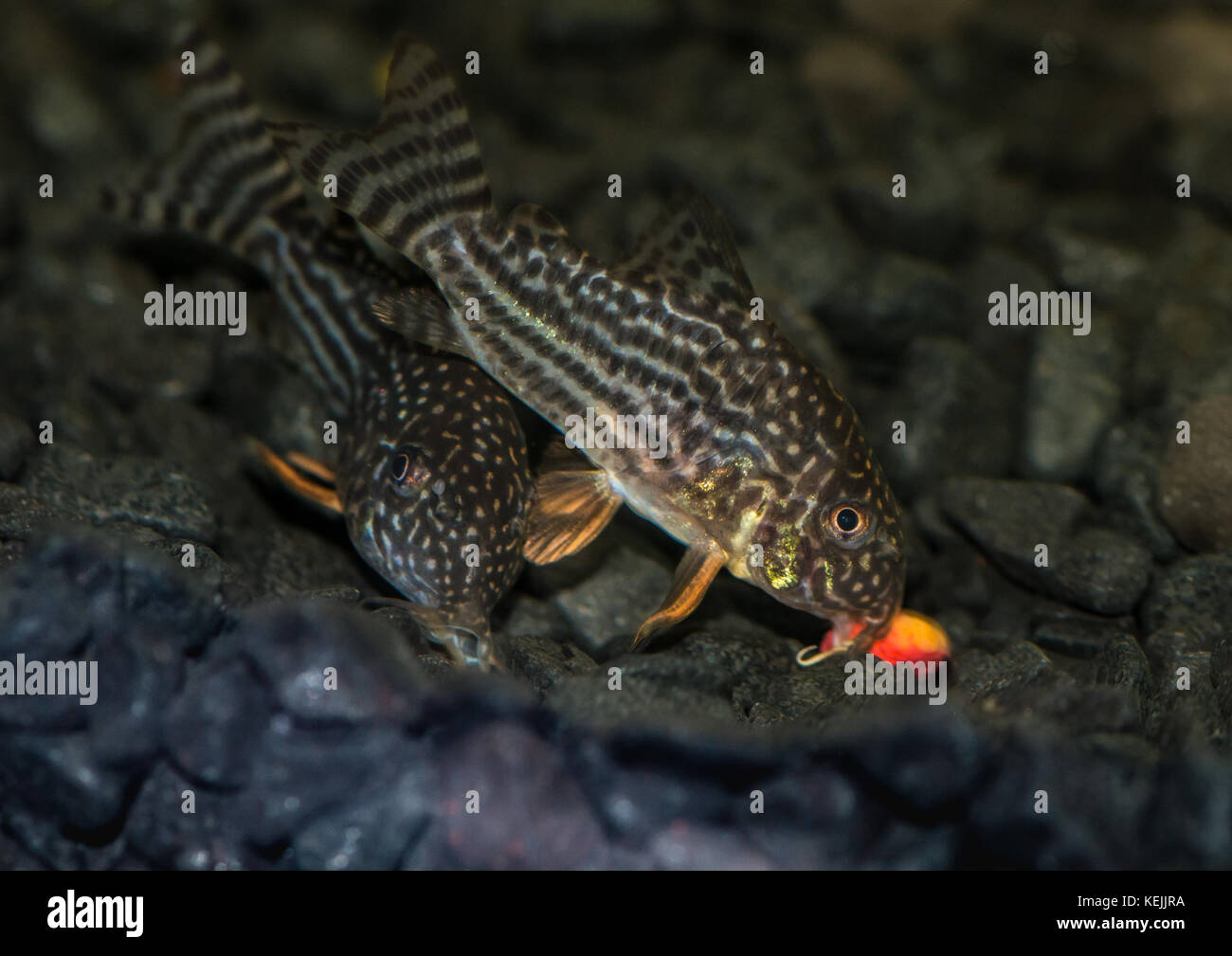 A macro shot of a group of corydoras sterbai catfish feeding on a shrimp pellet in an aquarium. Stock Photo