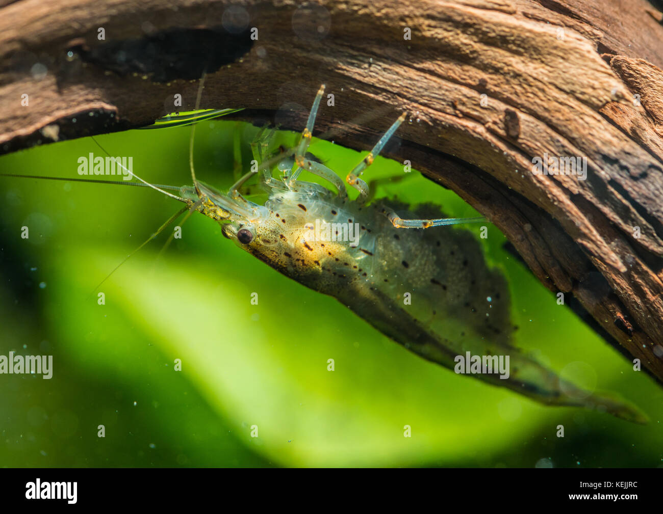 A macro shot of an amano shrimp hanging below a piece of wood. Stock Photo