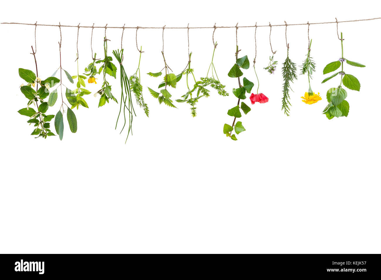 fresh flovouring herbs and eatable flowers hanging on a string, on a interieur backgroung Stock Photo