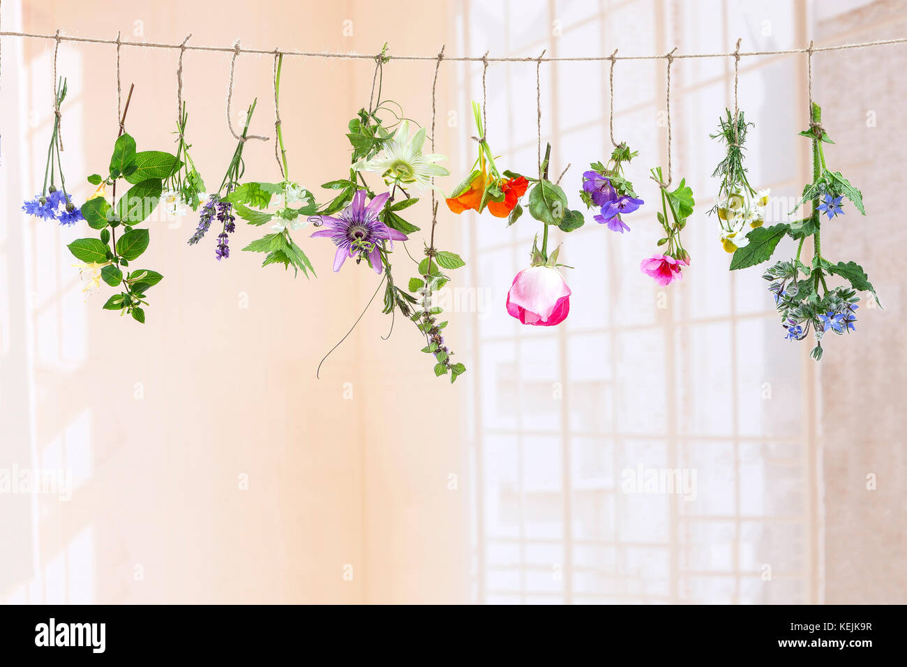 fresh flovouring herbs and eatable flowers hanging on a string, on a white backgroung Stock Photo