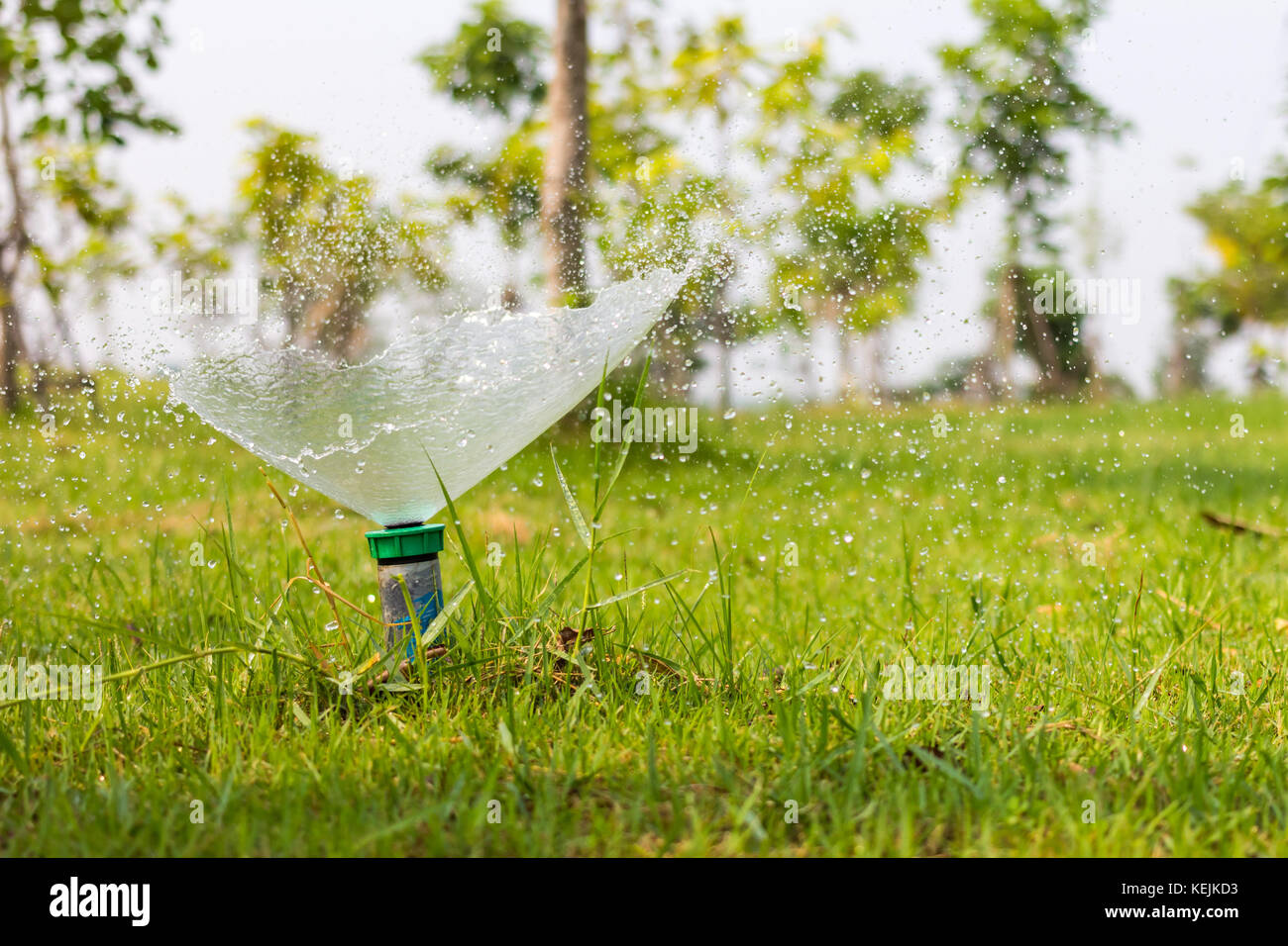 sprinkler spraying water on the grass Stock Photo Alamy