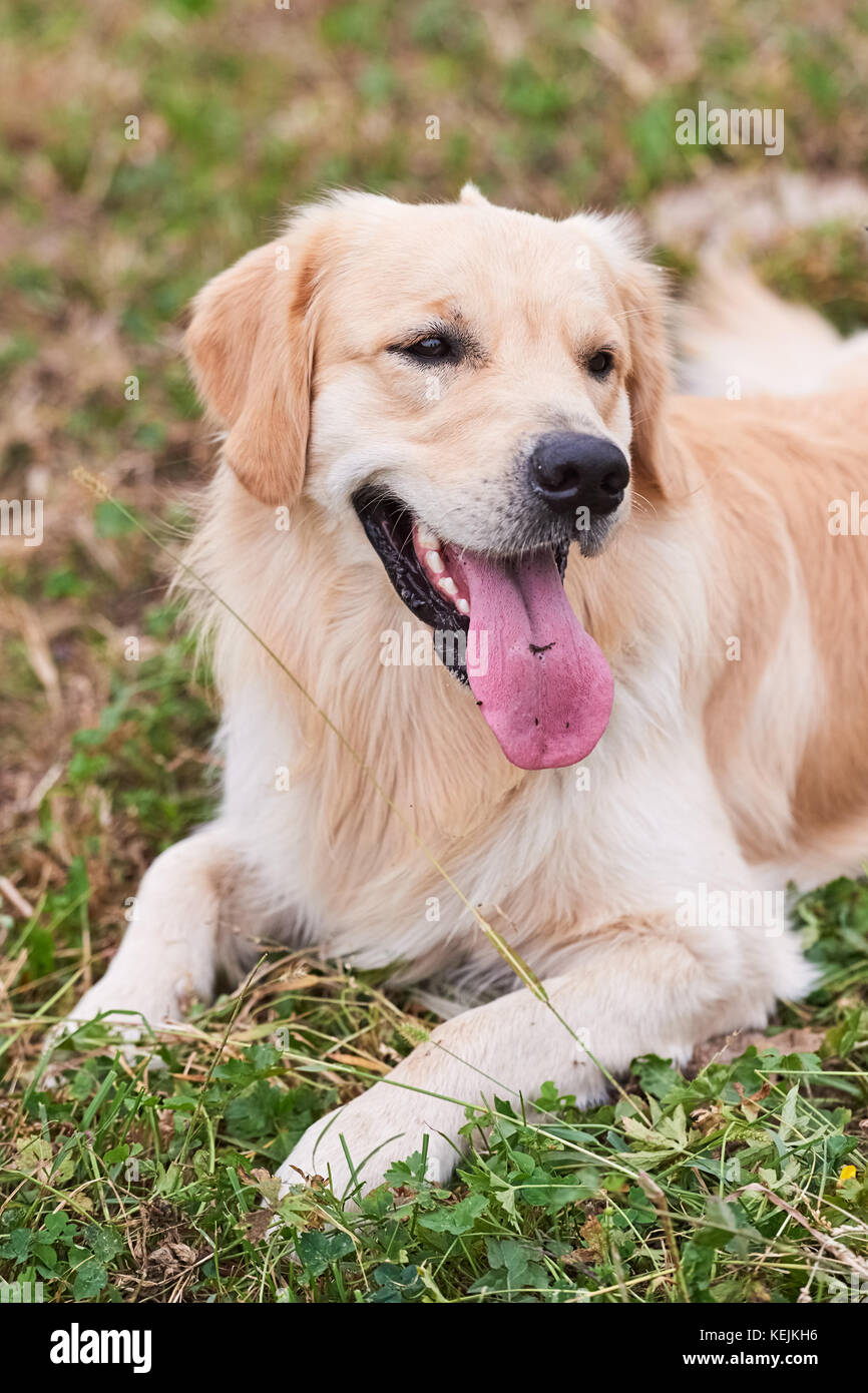 Portrait of a beautiful young purebred Golden Retriever Stock Photo