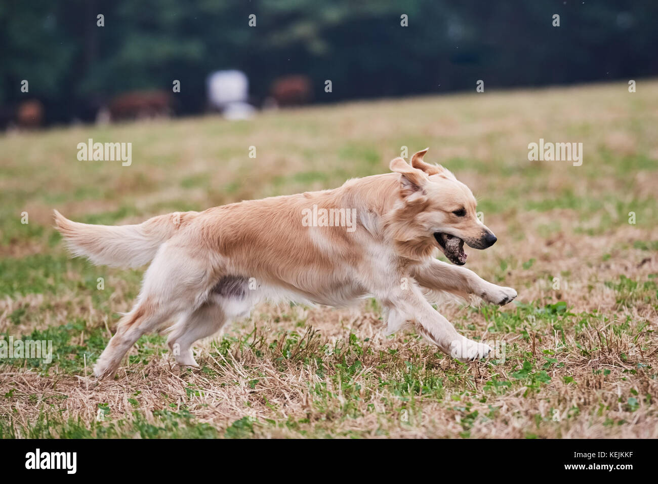 Young Purebred Golden Retriever fetching a stick Stock Photo