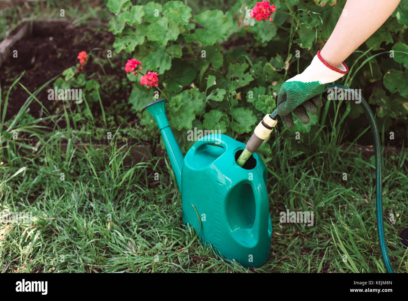 Filling up watering can with a hose to water the garden Stock Photo Alamy
