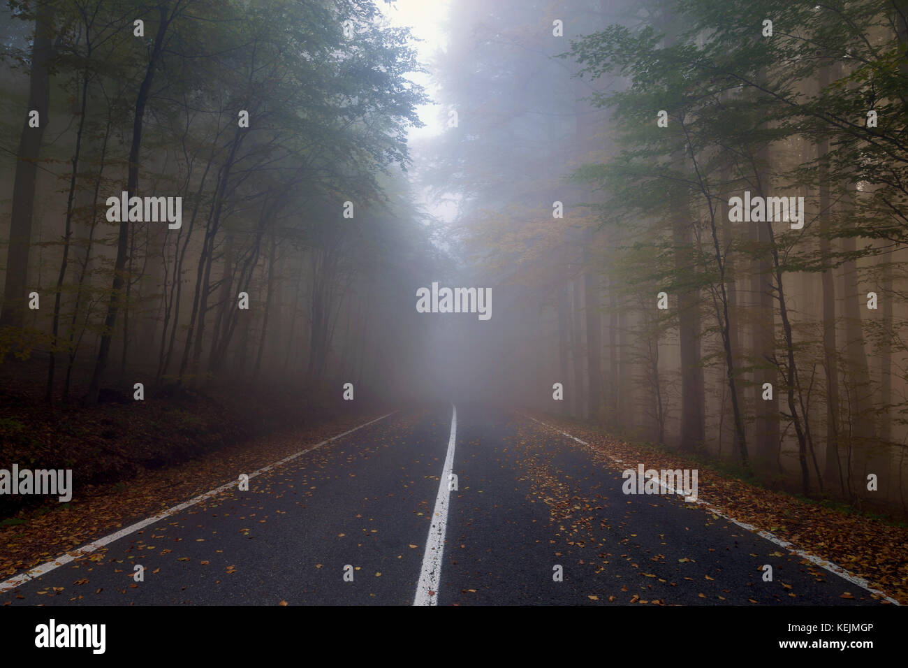 Autumn landscape of a beautiful forest Stock Photo - Alamy