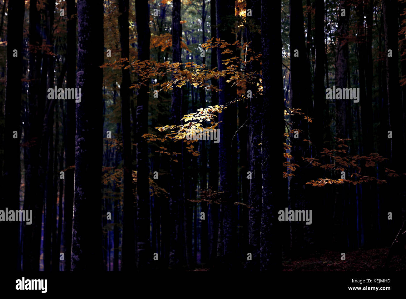 Autumn landscape of a beautiful forest Stock Photo - Alamy
