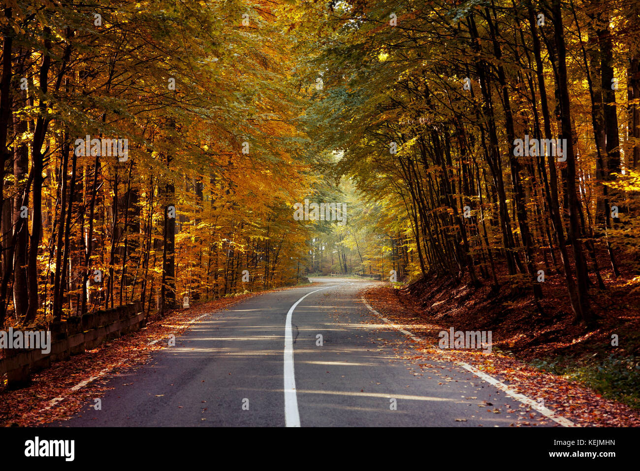 Autumn landscape of a beautiful forest Stock Photo - Alamy