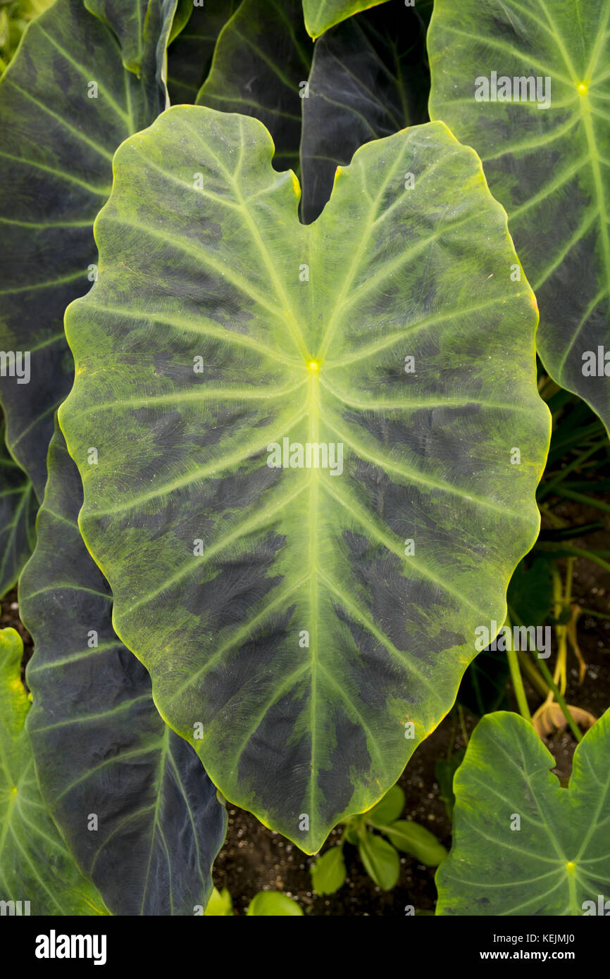 Dasheen (Colocasia esculenta), commonly known as taro and elephant's