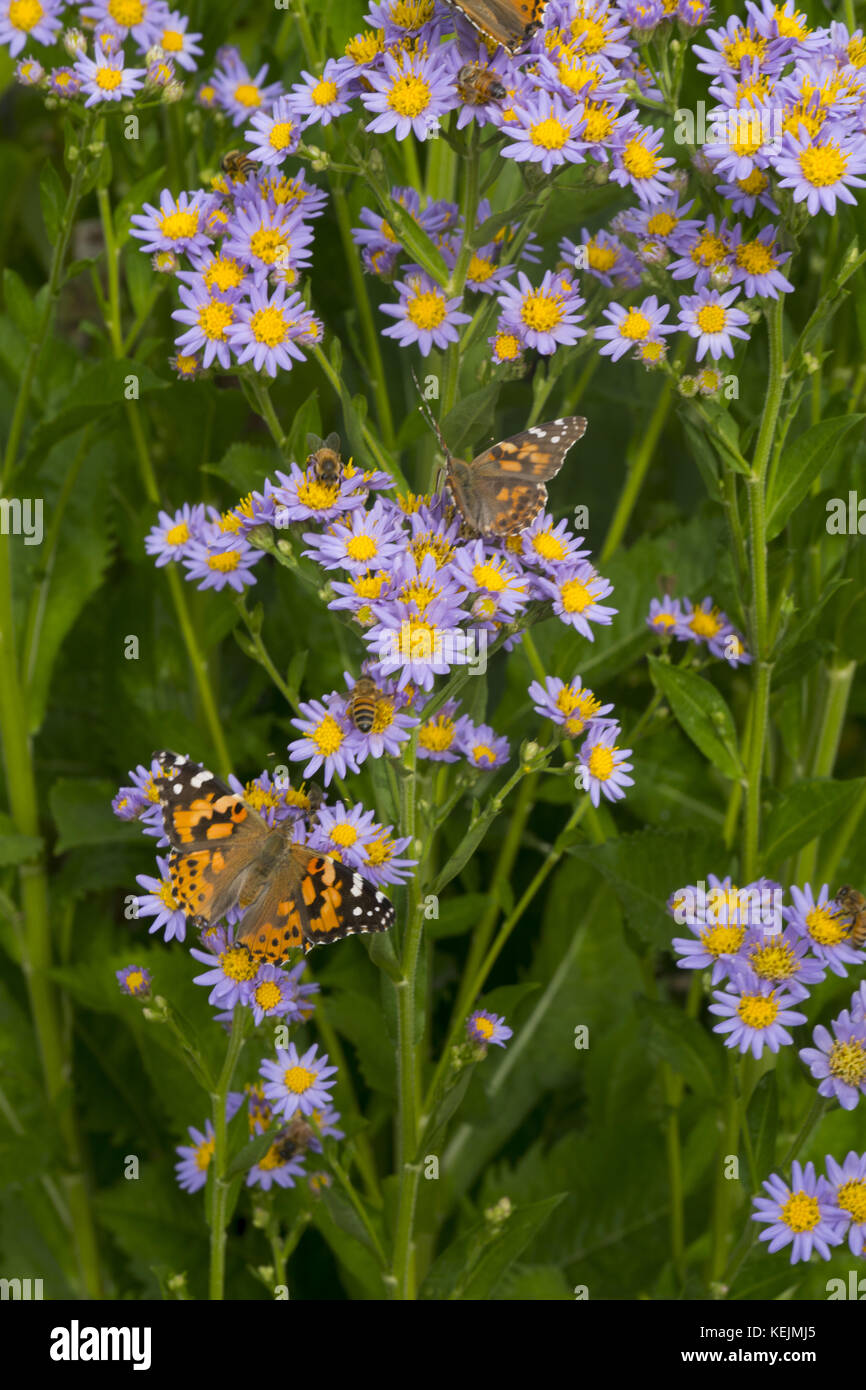 Butterflies are pollinators along with bees. Asters, Brooklyn Botanic Garden, Brooklyn, NY. Stock Photo