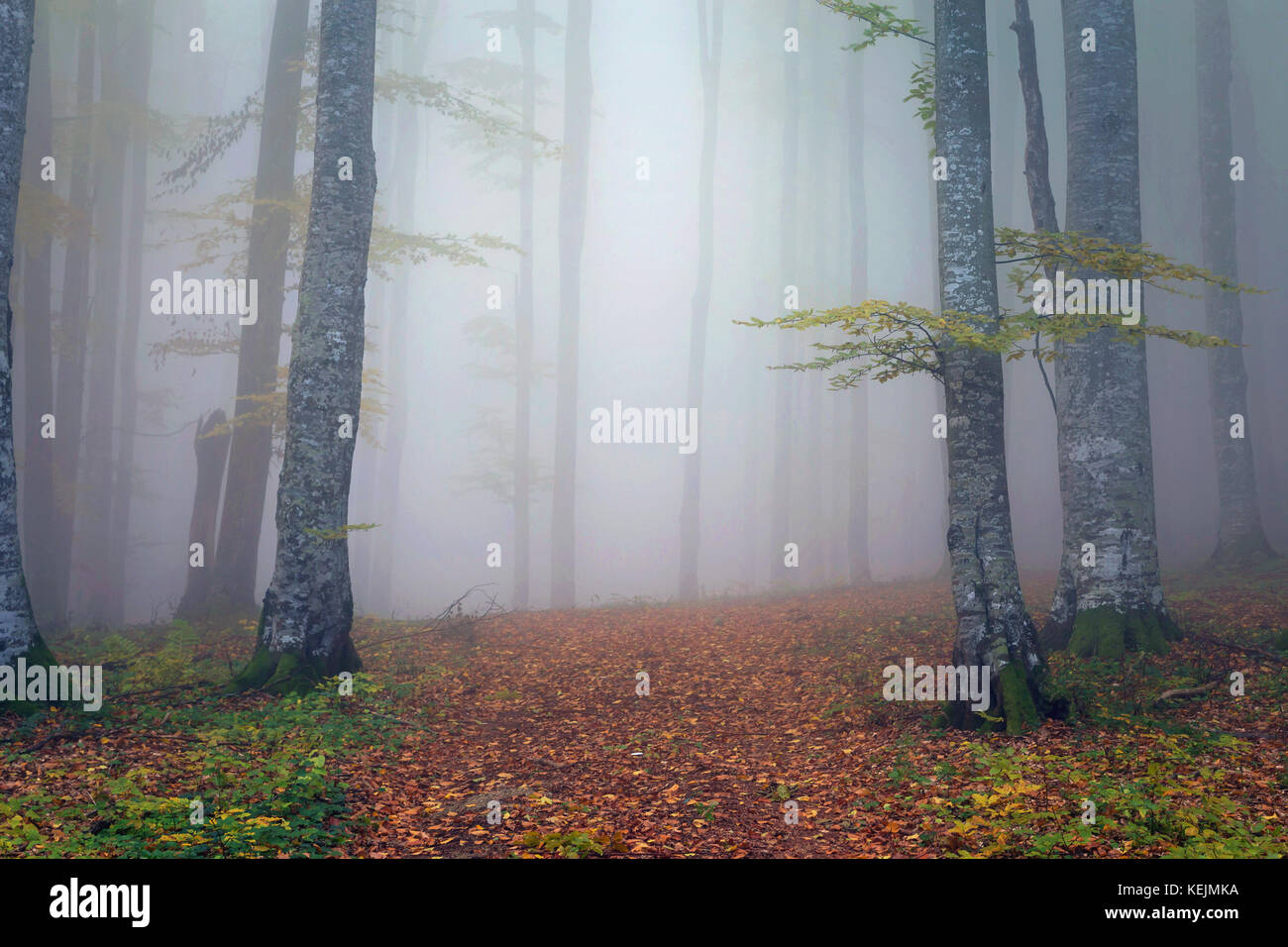 Autumn landscape of a beautiful forest Stock Photo - Alamy