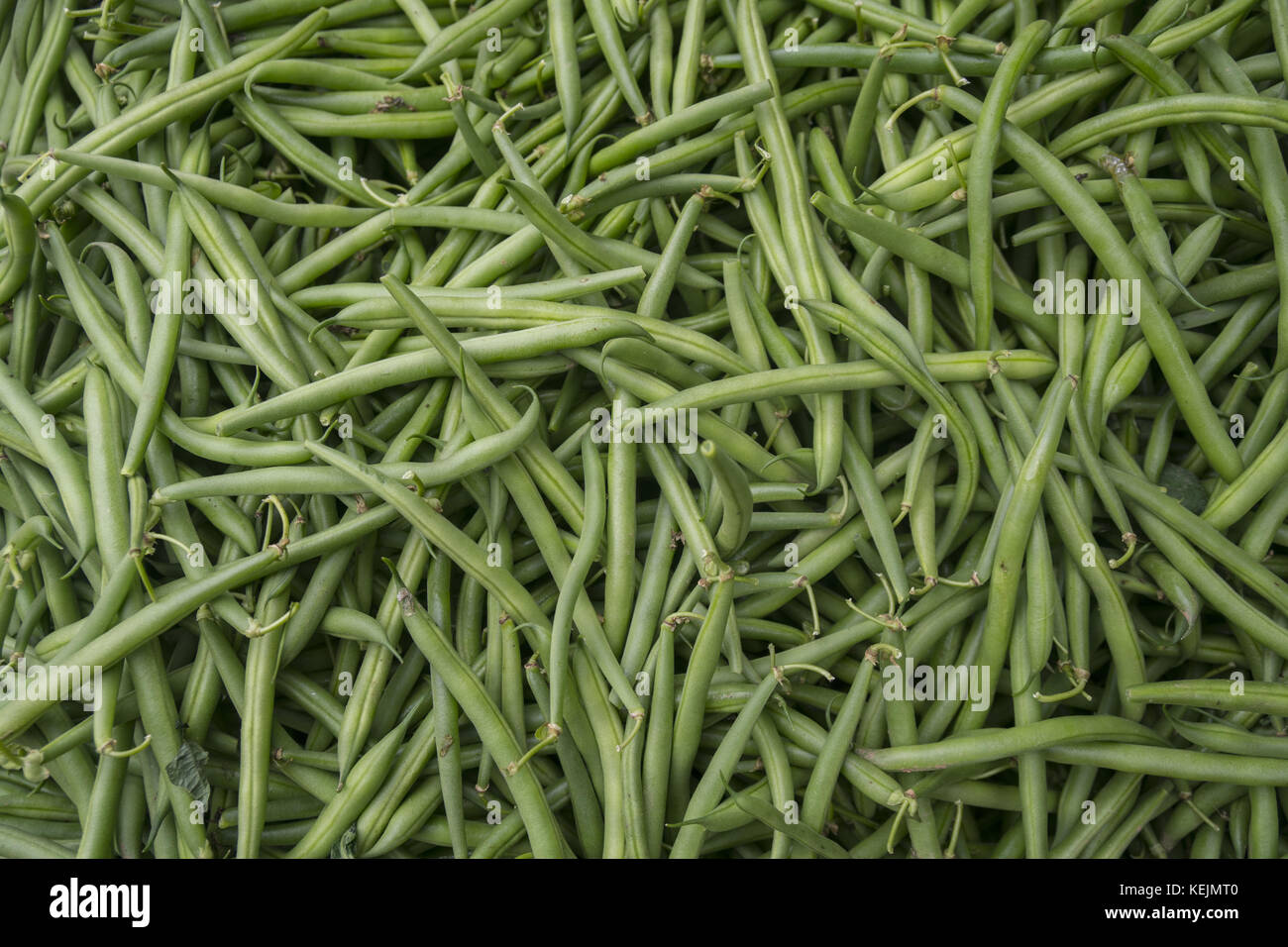 Freshly picked string beans for sale at the Grand Army Plaza Farmers ...