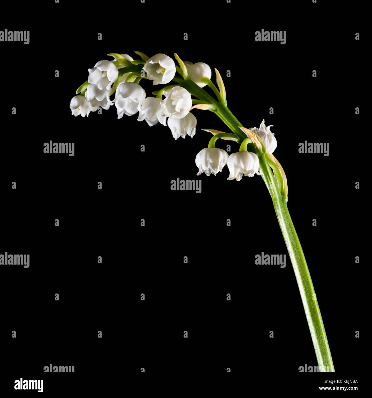 Close up plant flower convallaria hi-res stock photography and images ...