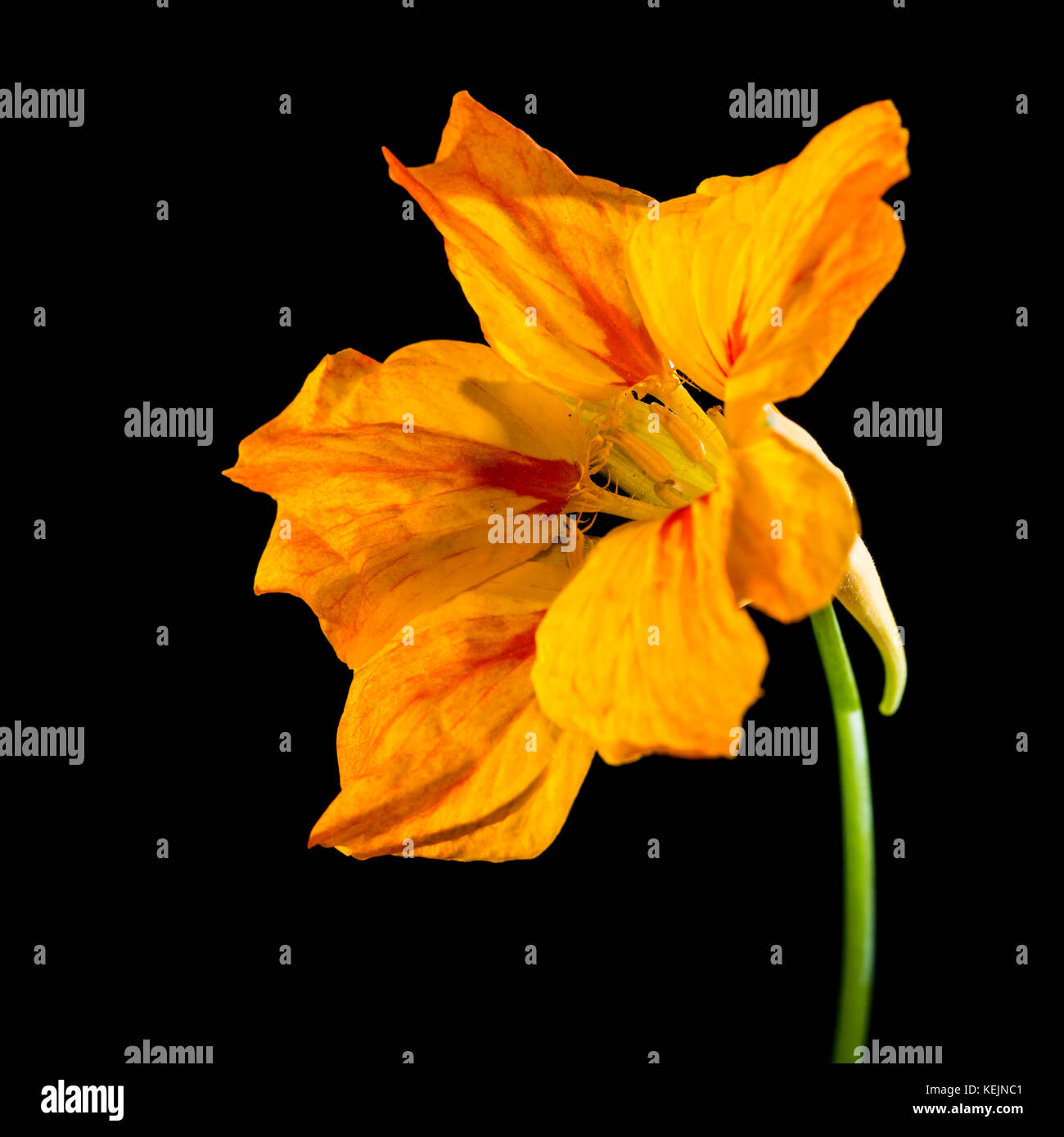 A macro shot of a nasturtium bloom isolated against a black background. Stock Photo