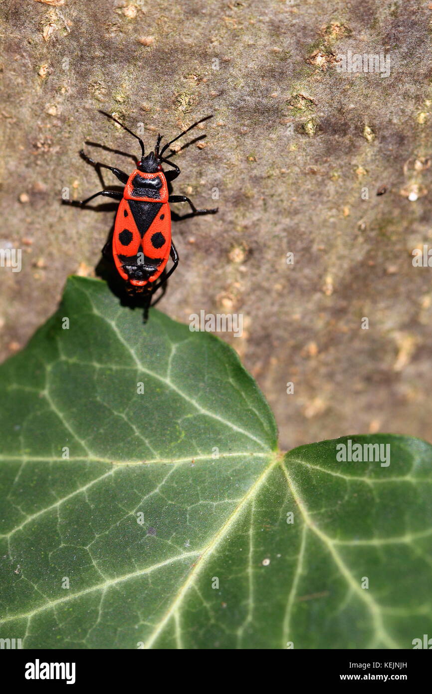Red bug Pyrrhocoris apterus on a tree by green leaf Stock Photo
