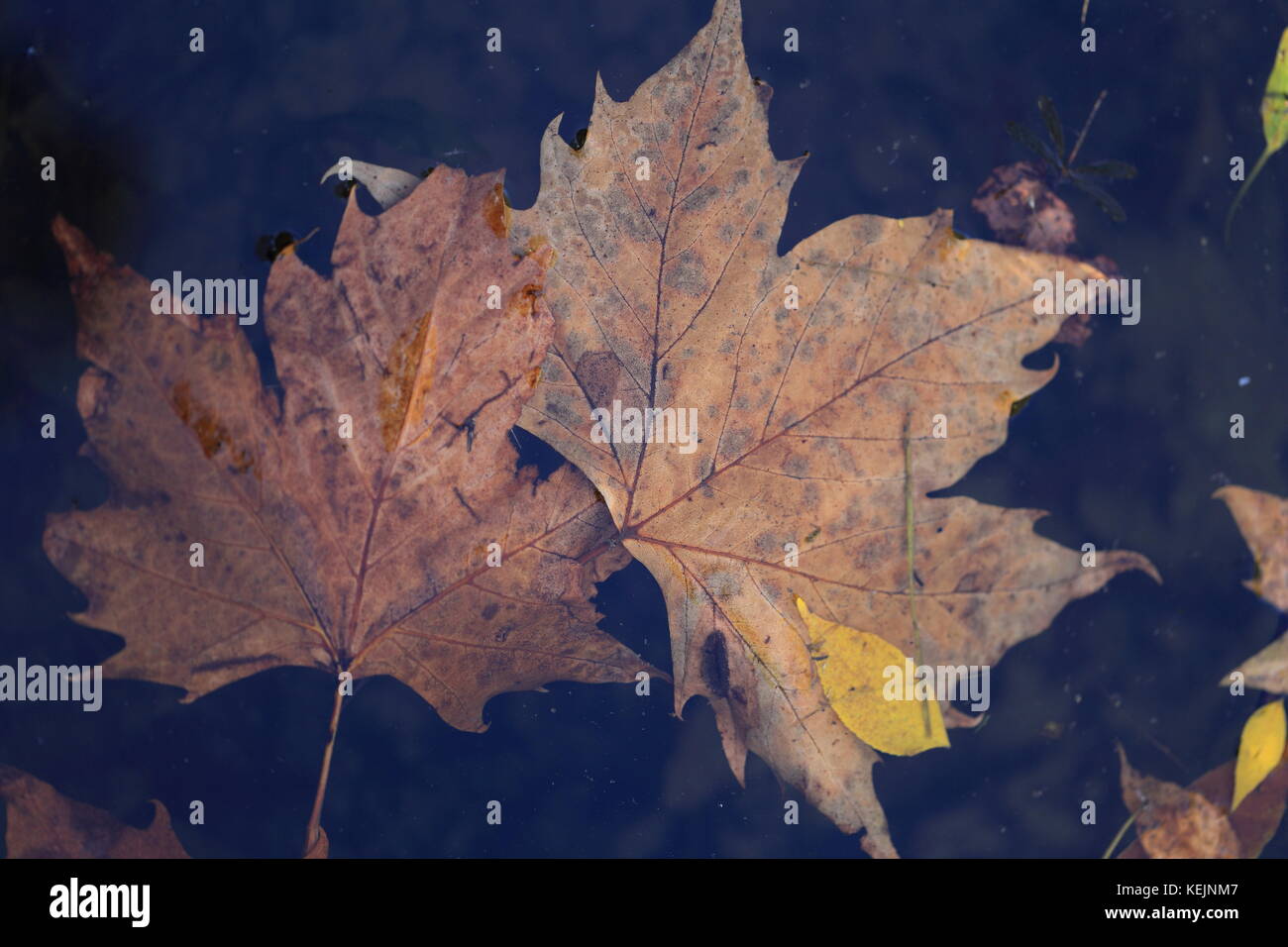 Autumn leaves on black water hi-res stock photography and images - Alamy