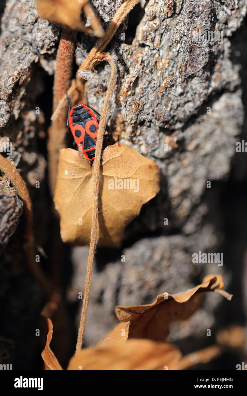 Red bug Pyrrhocoris apterus on a tree by dried leaf Stock Photo