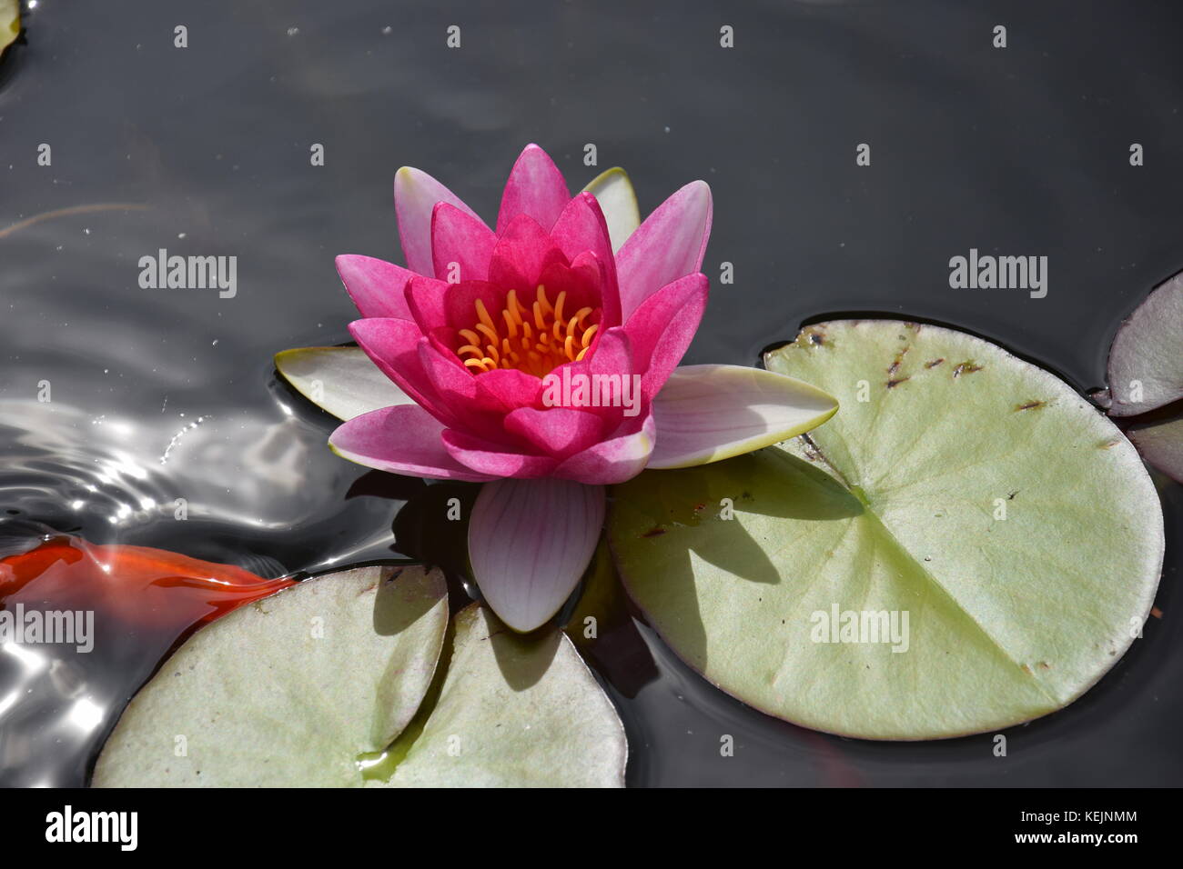 Water lily Beautiful flowers grow in ponds Stock Photo Alamy