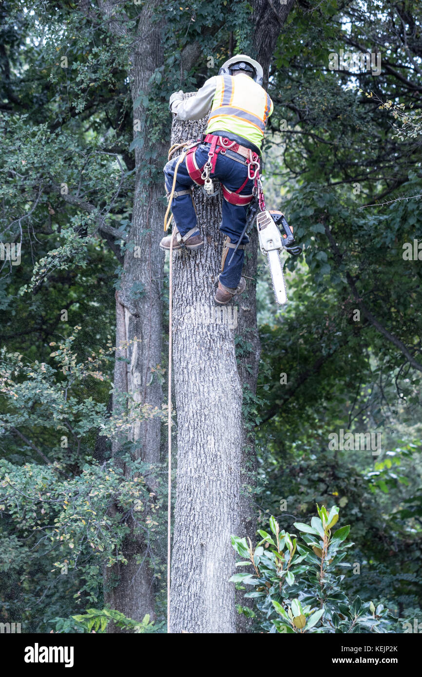 Lumber Jack, chainsawing tall oak tree Stock Photo Alamy