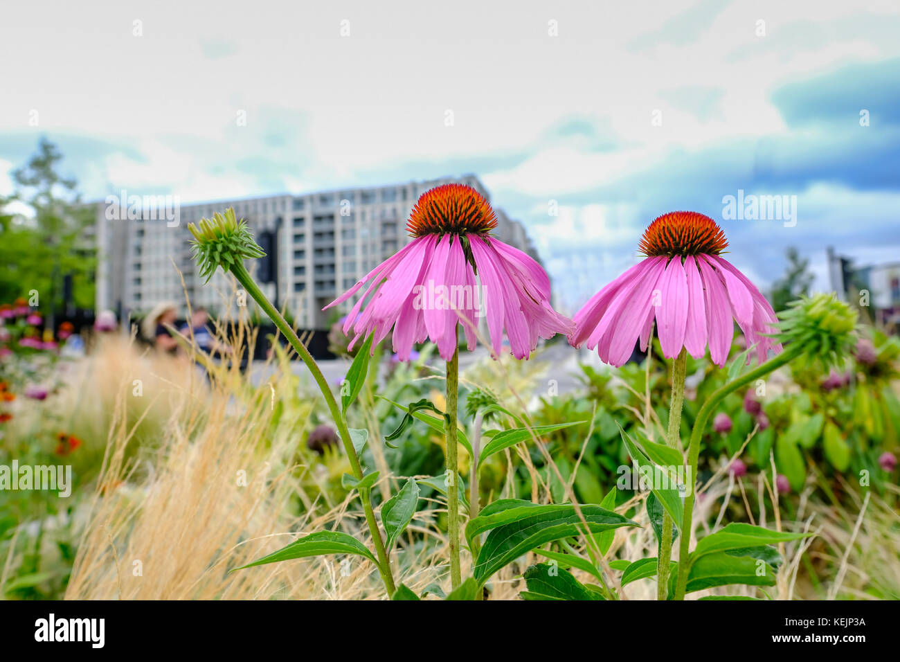 Two coneflowers,  Echinacea Purpurea, in a flower bed with apartment in the background. Shot taken in summer in the Olympic park. Stock Photo
