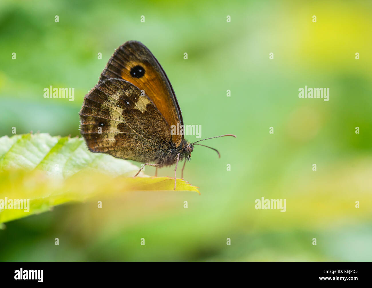 Gatekeeper butterfly on a green leaf hi-res stock photography and ...