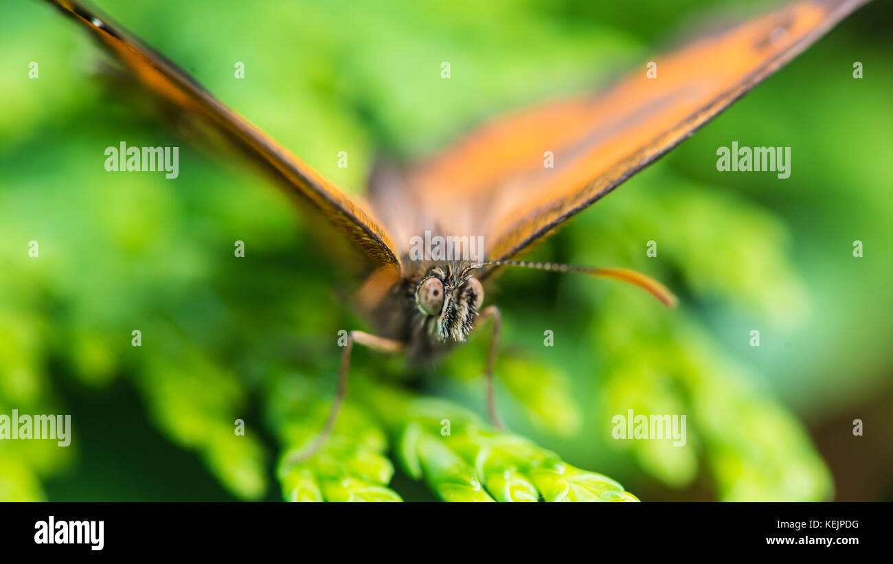 A macro shot of a gatekeeper butterfly sitting on a green leaf Stock ...