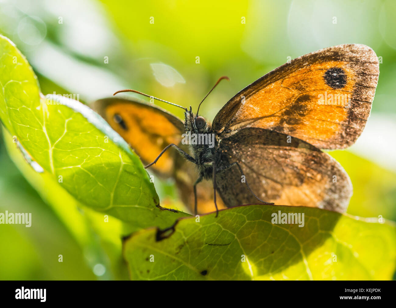 A macro shot of a gatekeeper butterfly sitting on a green leaf Stock ...
