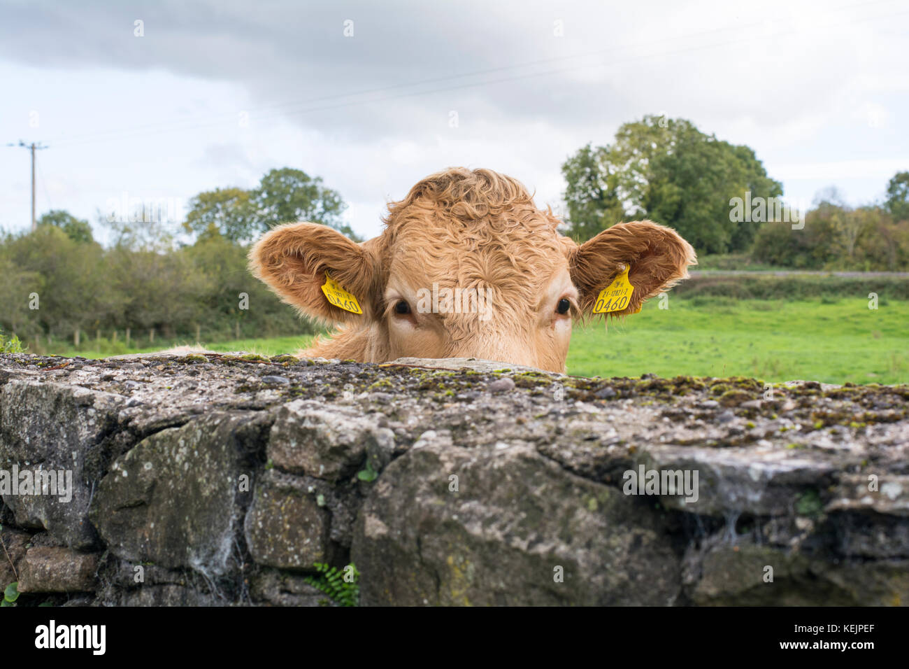 A curious but suspicious Jersey young cow peers from over a wall Stock Photo