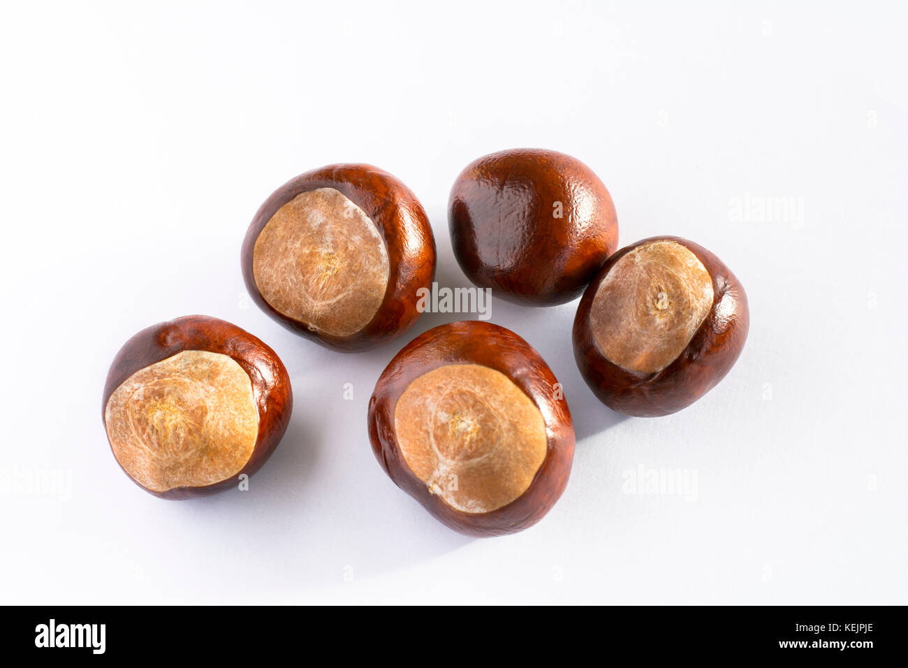 Five brand new, clean and shiny horse chestnuts fresh out of the husk. Stock Photo