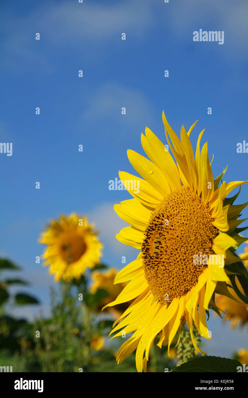 3rd wedding anniversary flower hires stock photography and images Alamy